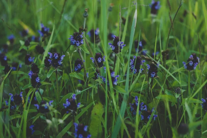 Prunella - Prunella grandiflora