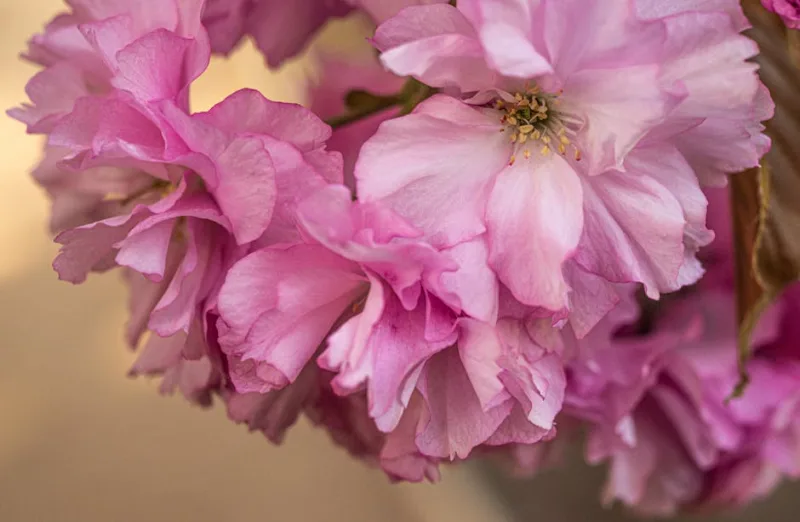 Prunus Amanogawa - Prunus serrulata 'Amanogawa'