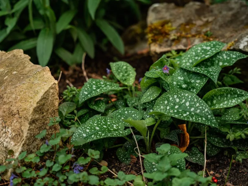 Pulmonaria Officinalis - Pulmonaria officinalis