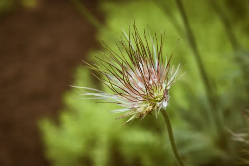 Pulsatilla Montana - Pulsatilla montana