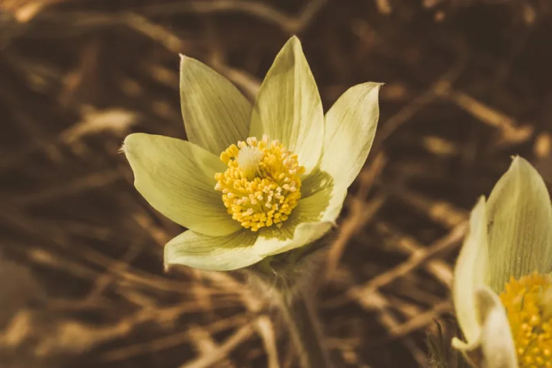 Pulsatilla Vernalis - Pulsatilla vernalis
