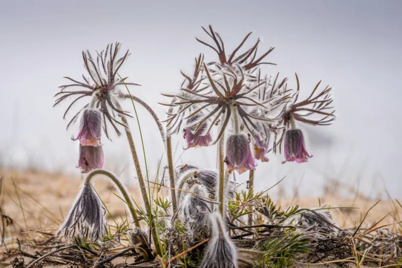 Pulsatilla Vulgaris - Pulsatilla vulgaris