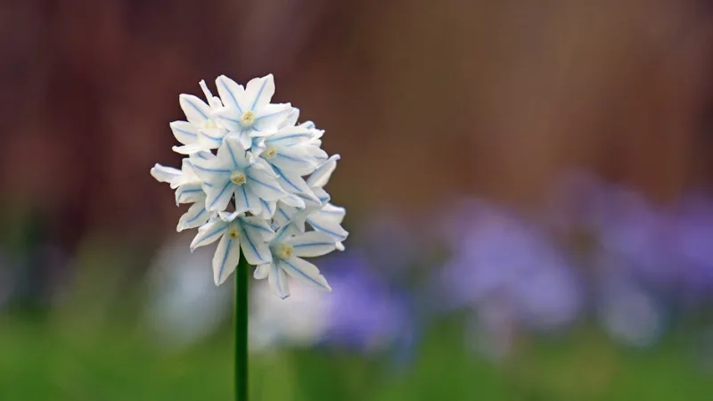 Puschkinia - Puschkinia scilloides