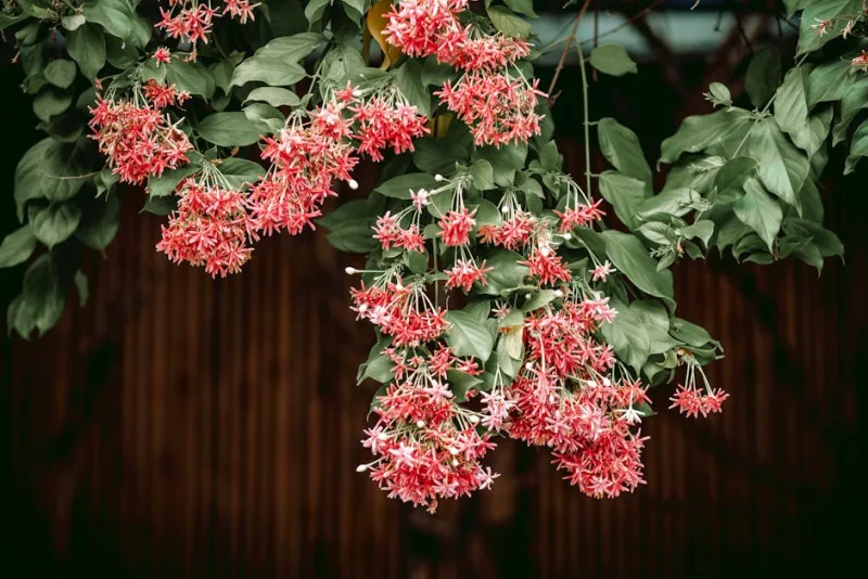 Quisqualis Indica - Combretum indicum