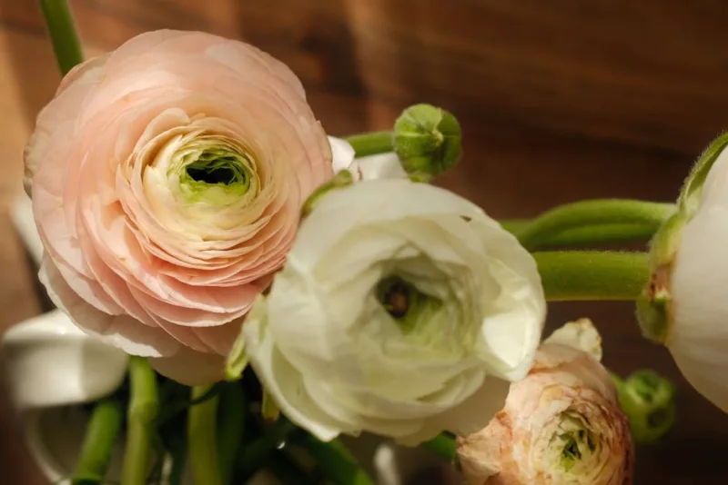 Ranuncolo Asiatico - Ranunculus asiaticus
