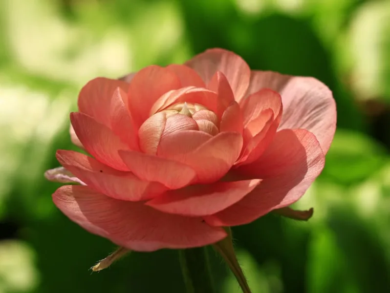 Ranuncolo Cloni - Ranunculus asiaticus 'Cloni Success'