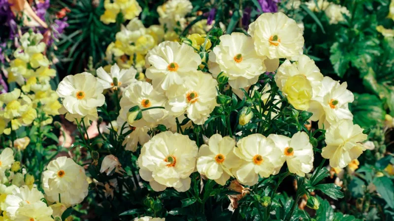 Ranuncolo Glaciale - Ranunculus glacialis