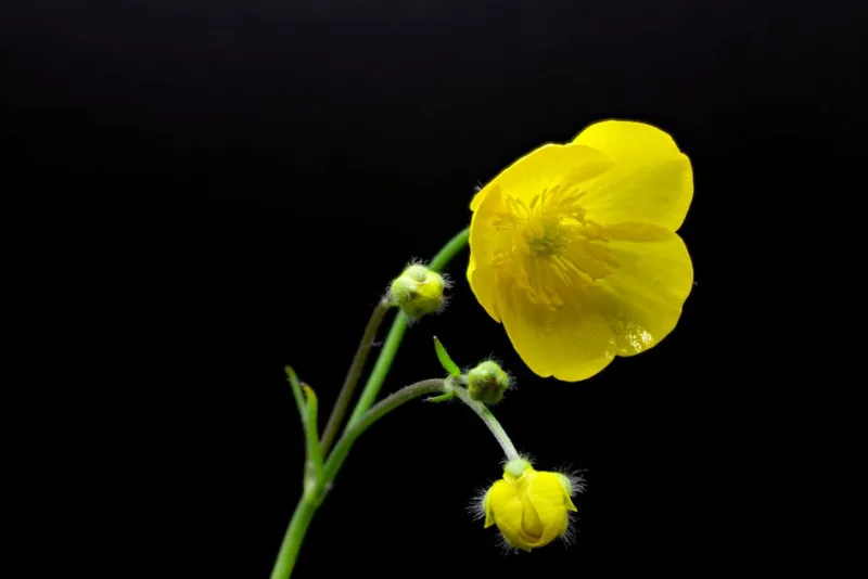 Ranunculus Acris - Ranunculus acris