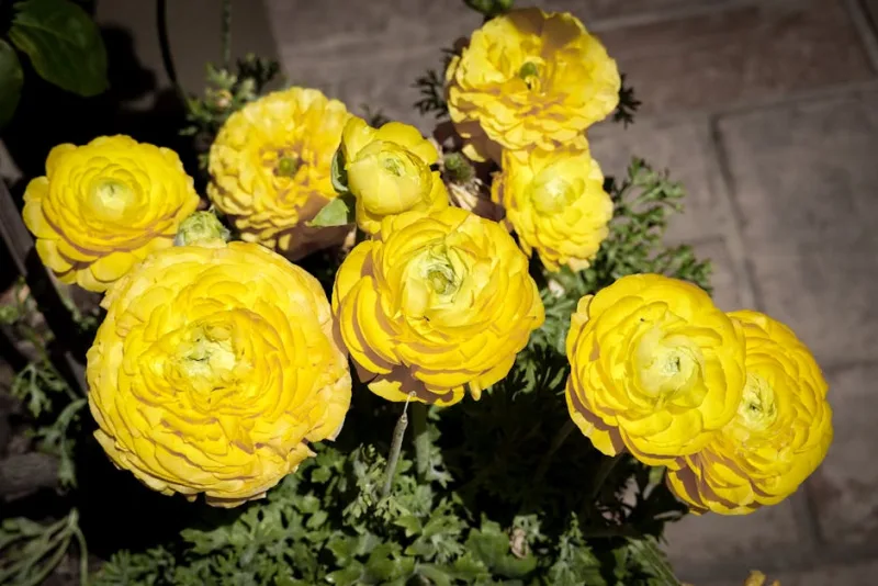 Ranunculus Alpestris - Ranunculus alpestris
