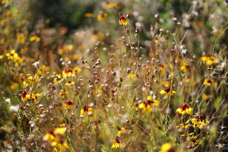 Ratibida Columnifera - Ratibida columnifera