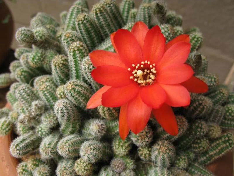 Rebutia Minuscula - Rebutia minuscula