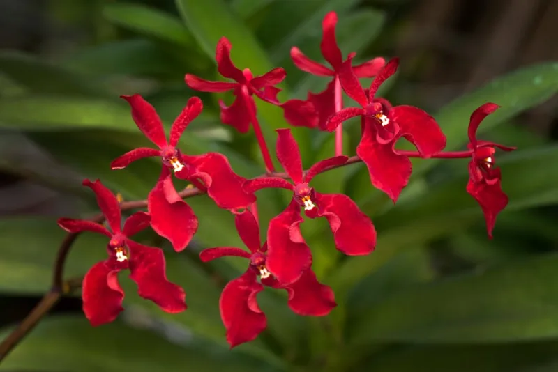 Renanthera - Renanthera spp.