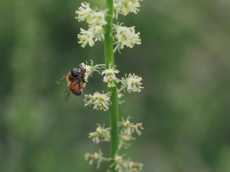 Reseda - Reseda odorata