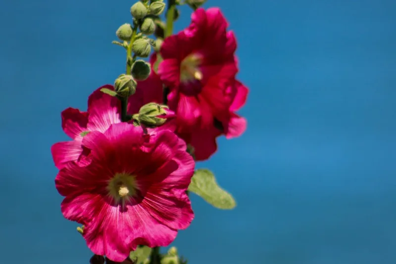 Rhodiola - Rhodiola rosea
