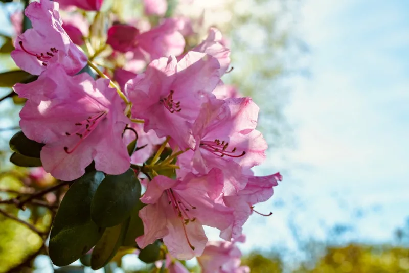 Rhododendron Catawbiense - Rhododendron catawbiense