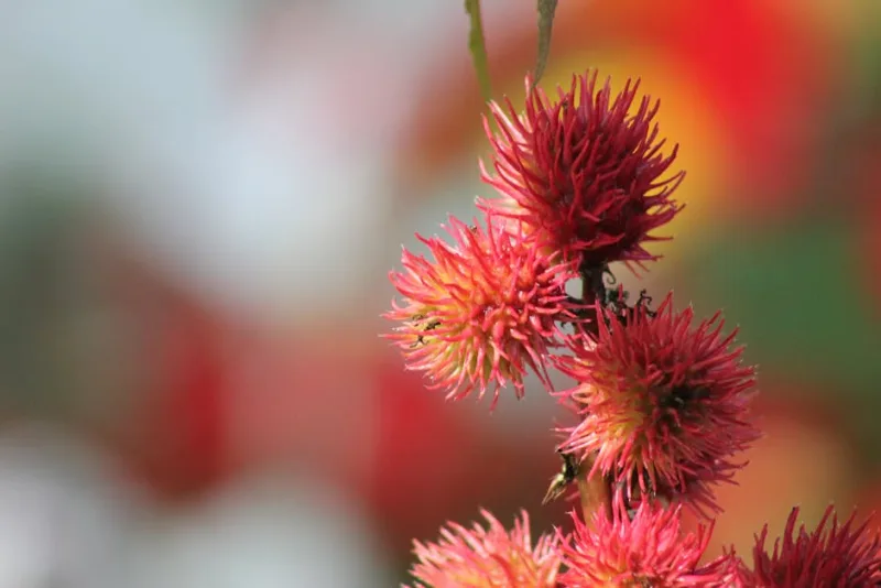 Ricino Carmencita - Ricinus communis 'Carmencita'