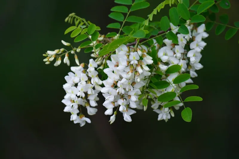 Robinia - Robinia pseudoacacia