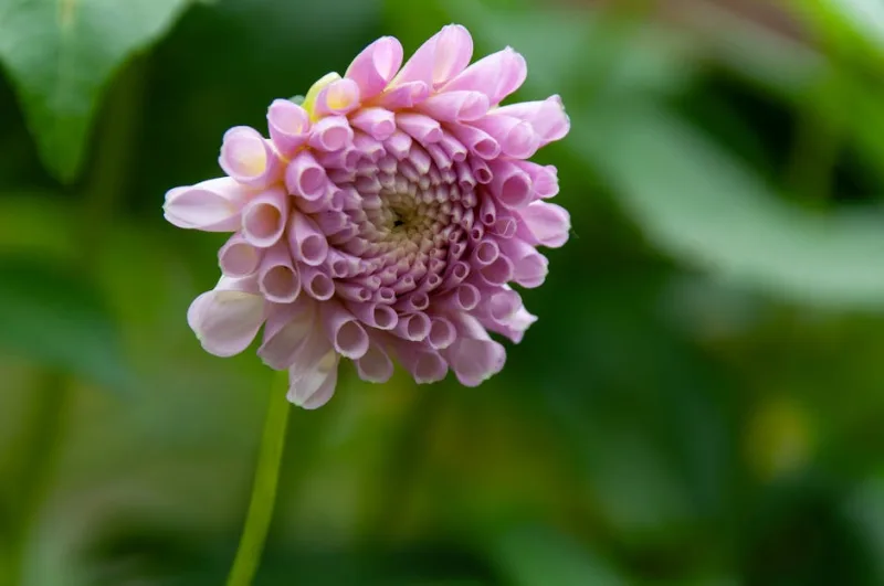 Rodgersia - Rodgersia pinnata
