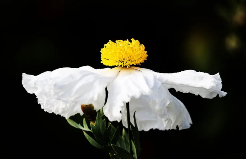 Romneya Coulteri - Romneya coulteri