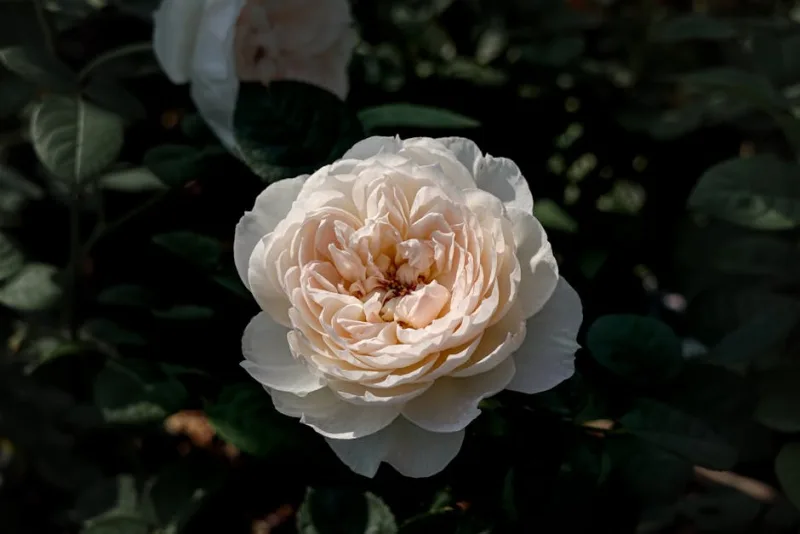 Rosa Alba - Rosa × alba