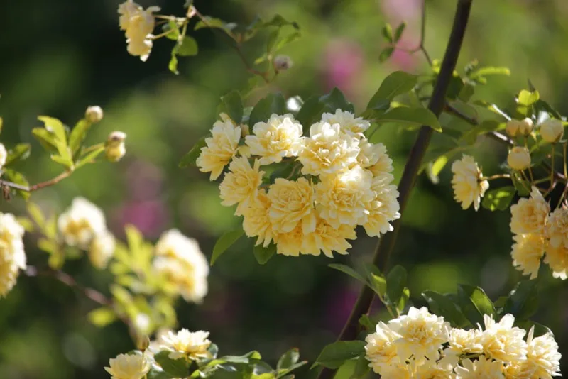Rosa Banksiae - Rosa banksiae