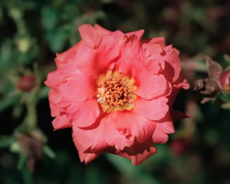 Rosa Bourbon - Rosa × borboniana