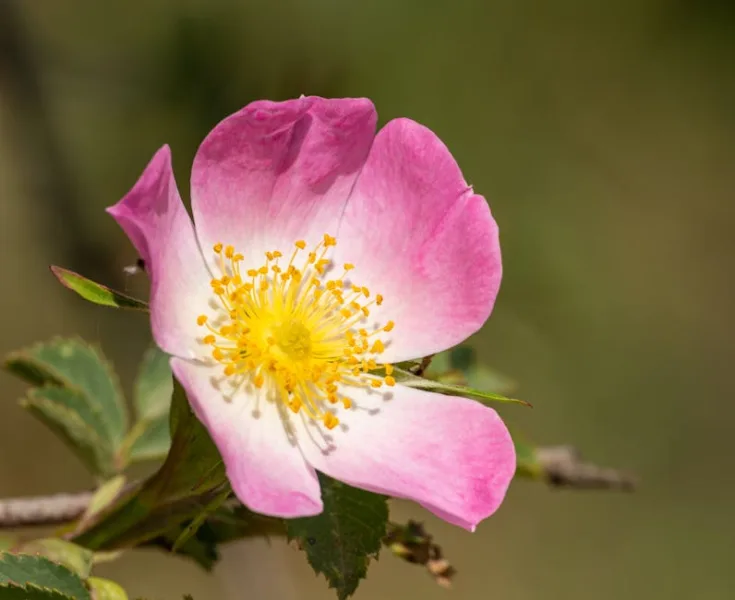 Rosa Canina - Rosa canina