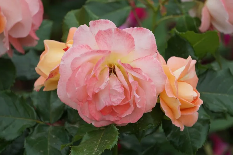 Rosa Compassion CL - Rosa 'Compassion'