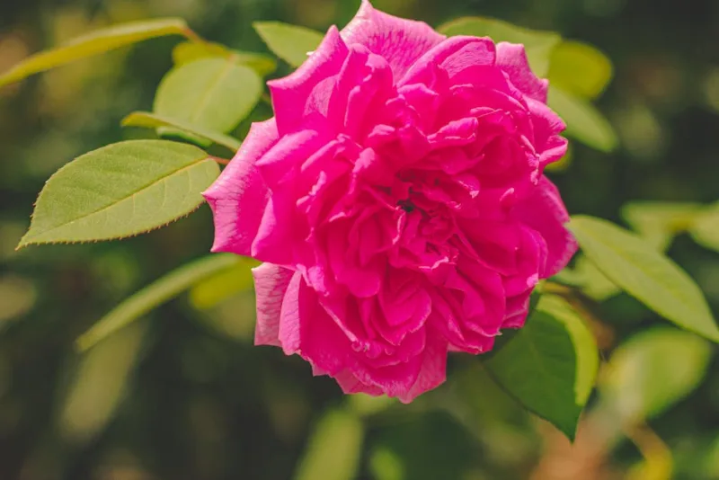 Rosa Damascena - Rosa damascena