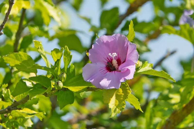 Rosa di Sharon - Hibiscus syriacus 'Blue Chiffon'