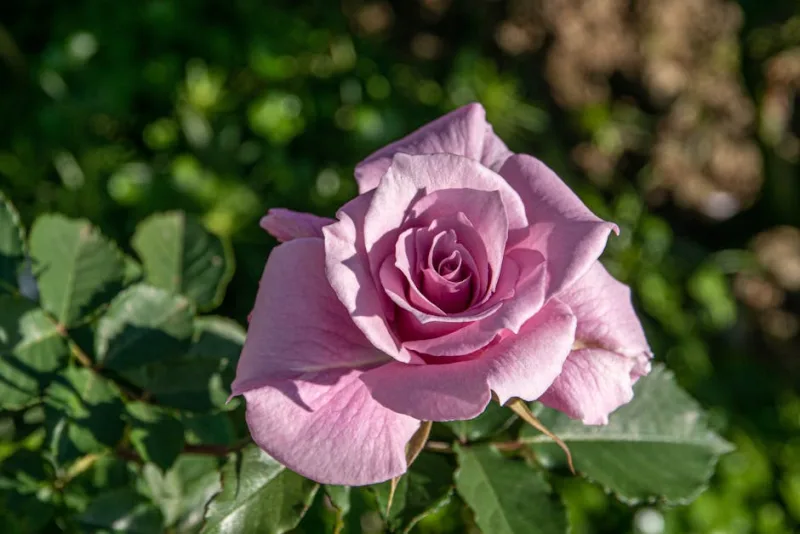 Rosa Floribunda - Rosa × floribunda