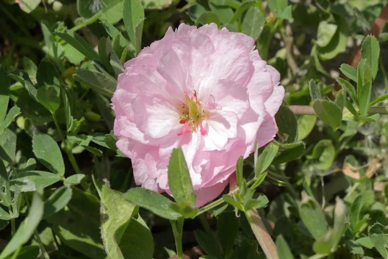 Rosa Grandiflora - Rosa (Grandiflora)