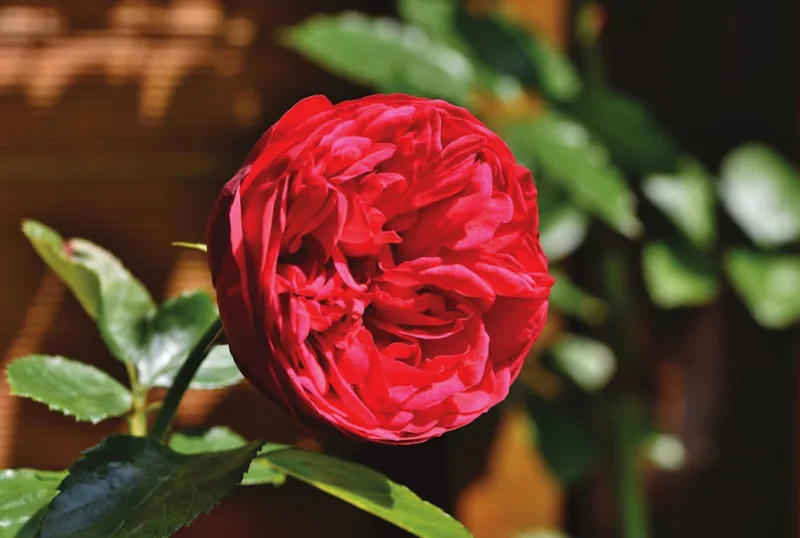 Rosa Inglese David Austin - Rosa (English Roses)