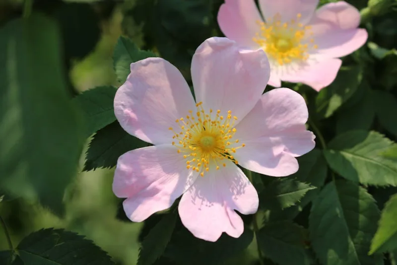 Rosa Kordesii - Rosa (Kordes)
