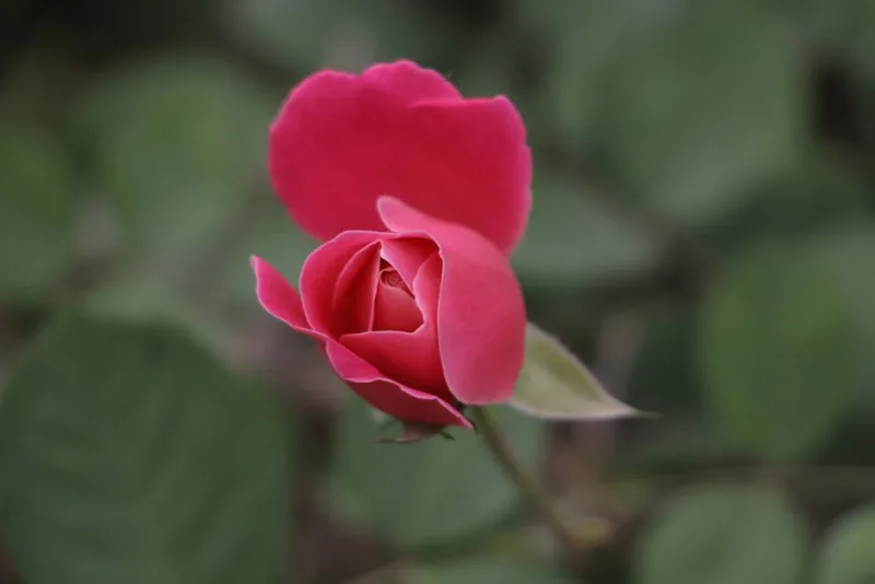 Rosa Miniatura - Rosa (Miniature)