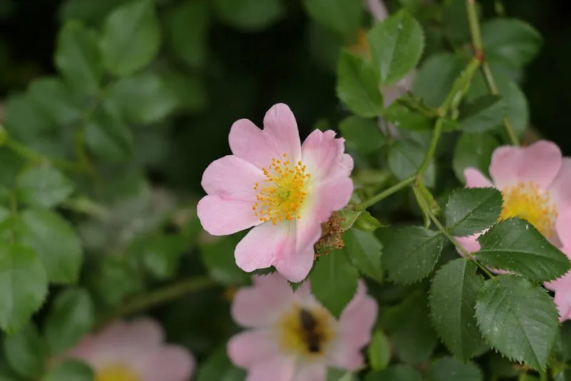 Rosa Paesaggistica - Rosa (Landscape)