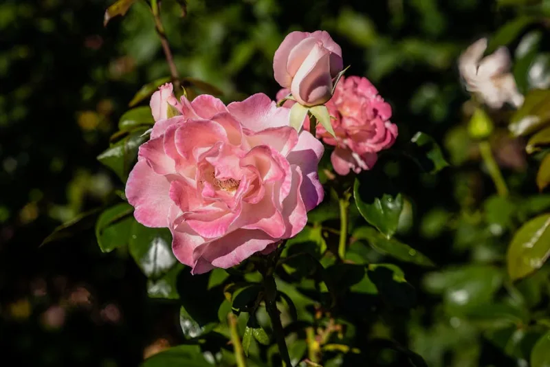 Rosa Portland - Rosa (Portland)