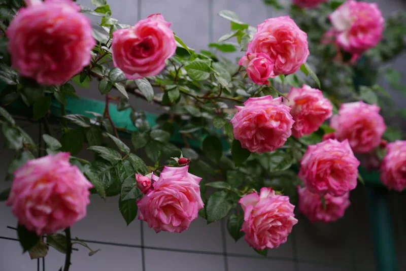 Rosa Rampicante - Rosa (Climbing)