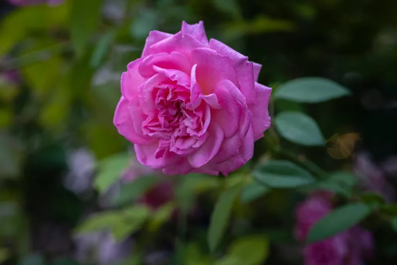 Rosa Reine des Violettes - Rosa 'Reine des Violettes'