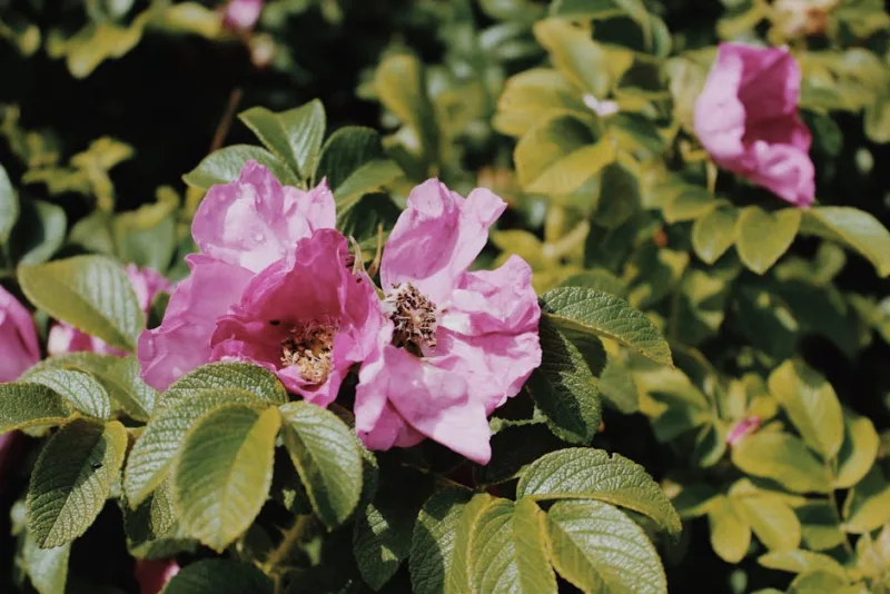 Rosa Rugosa Alba - Rosa rugosa 'Alba'