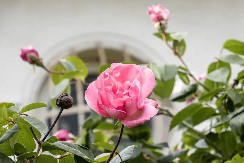 Rosa Scepterd Isle - Rosa 'Scepter'd Isle'