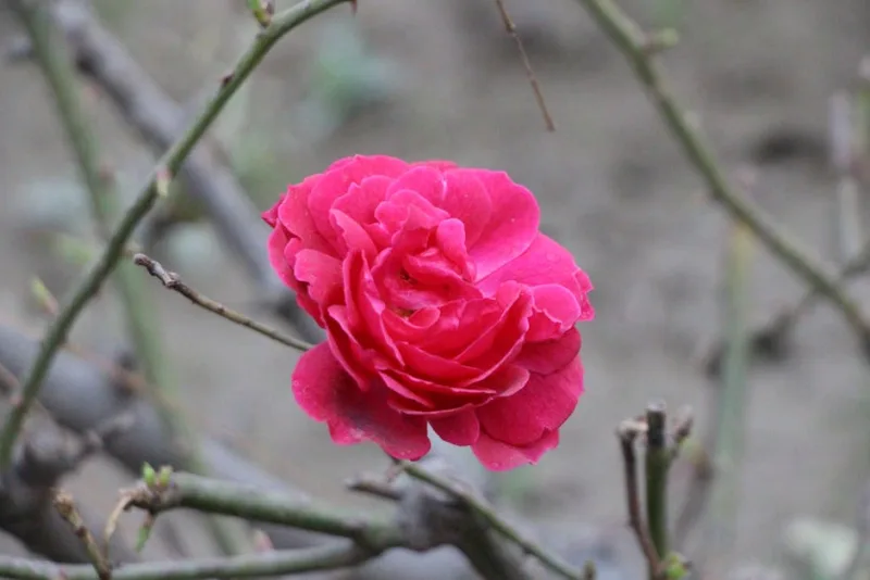 Rosa St Patrick - Rosa 'St. Patrick'
