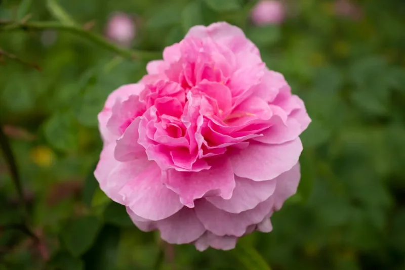 Rosa Tea Antica - Rosa × odorata