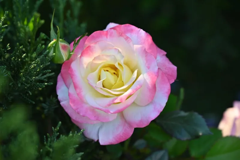 Rosa Tea Ibrida - Rosa × hybrida (HT)