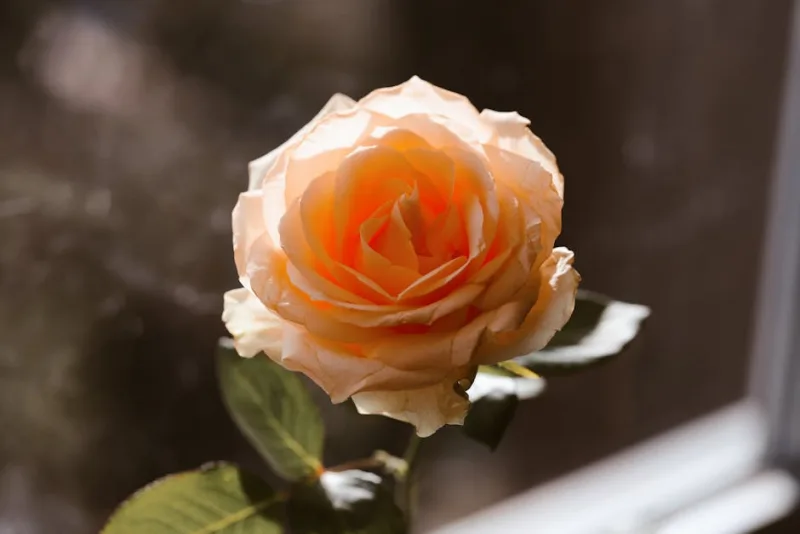 Rosa The Poet's Wife - Rosa 'The Poet's Wife'