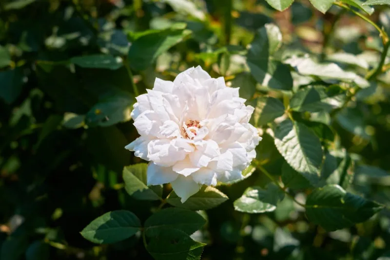 Rosa Veteran's Honor - Rosa 'Veterans' Honor'