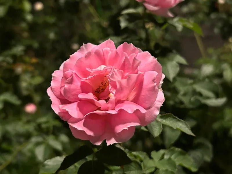 Rosa - Rosa spp.