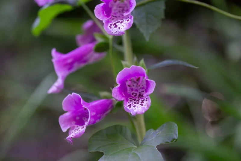 Roscoea Purpurea - Roscoea purpurea