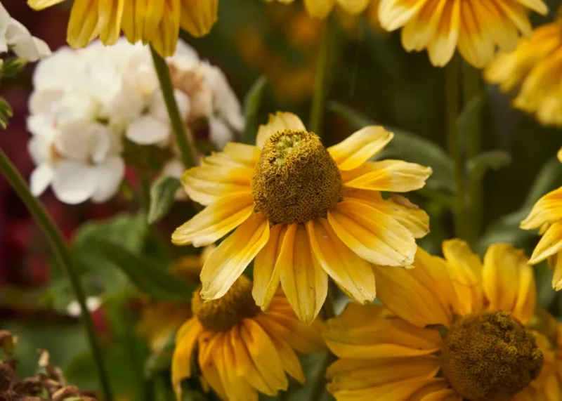 Rudbeckia Indian Summer - Rudbeckia hirta 'Indian Summer'