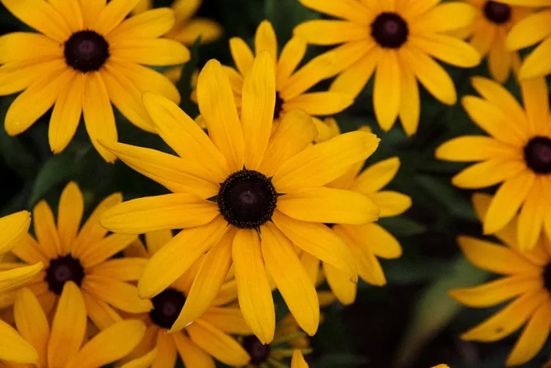 Rudbeckia Maxima - Rudbeckia maxima